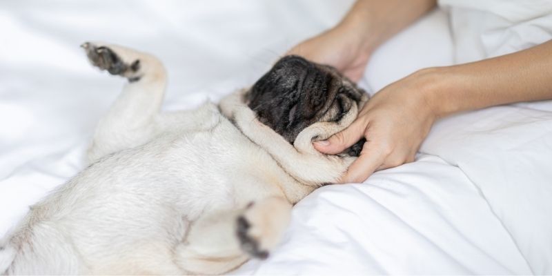 is-there-a-need-for-canine-massage-courses-stonebridge